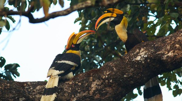 Great-Hornbill-Protection-(6)