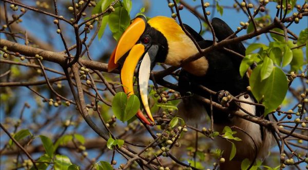 Great Hornbill Protection