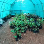 Hornbill Food Plant Nursery Setup