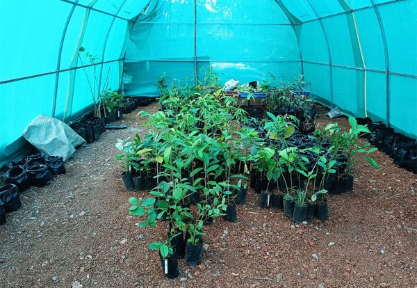 Hornbill-Food-Plant-Nursery-Setup-(5)