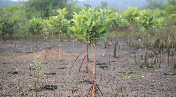 Mangroves-Conservation-Project