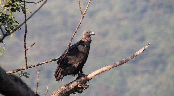 Saving-the-White-Rumped-Vulture-(10)